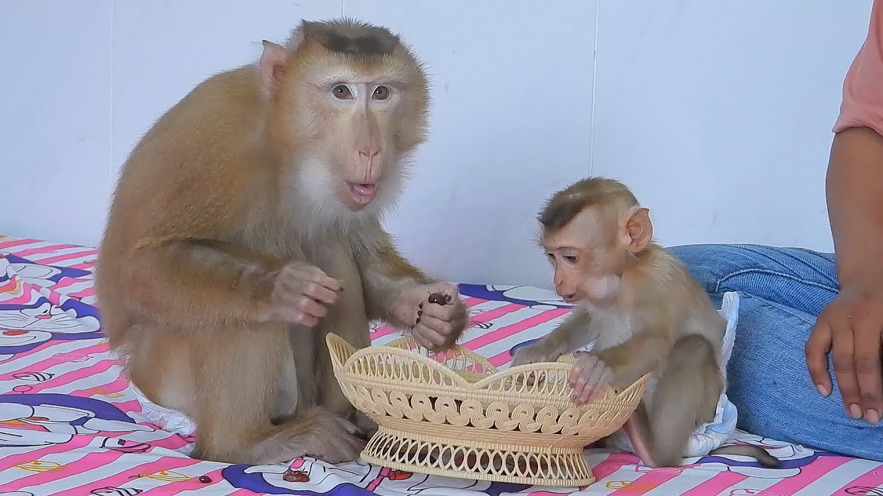 Adorable Valen With Olly Eating Sweet Grape Fruit