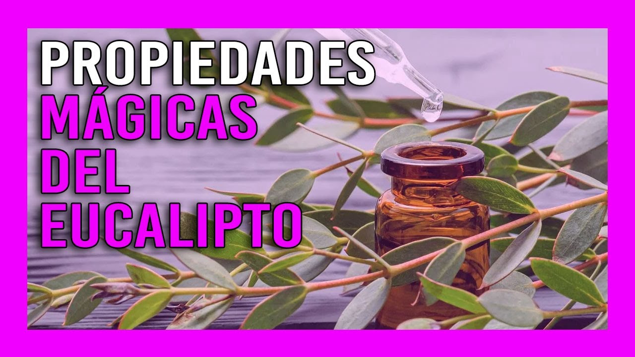 «【 Propiedades Mágicas del Eucalipto 】☀️️ Usos y Propiedades