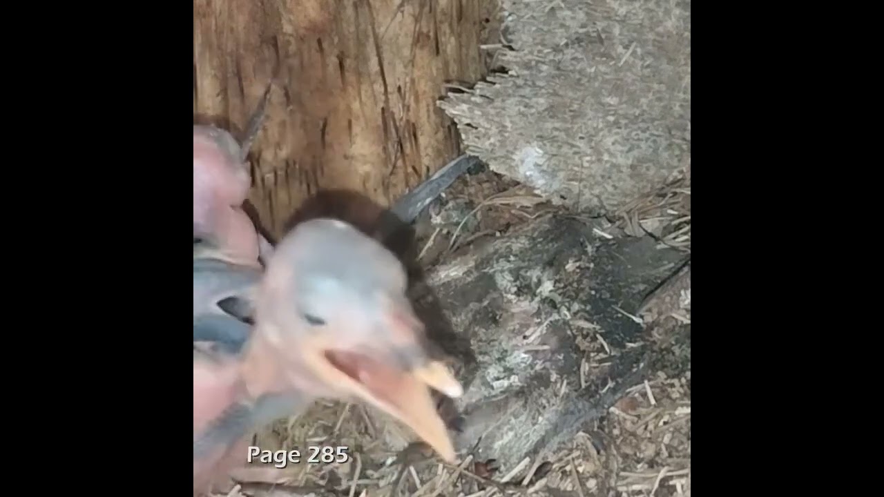 Induk burung sedang memberi makan anaknya #birds #burung #video