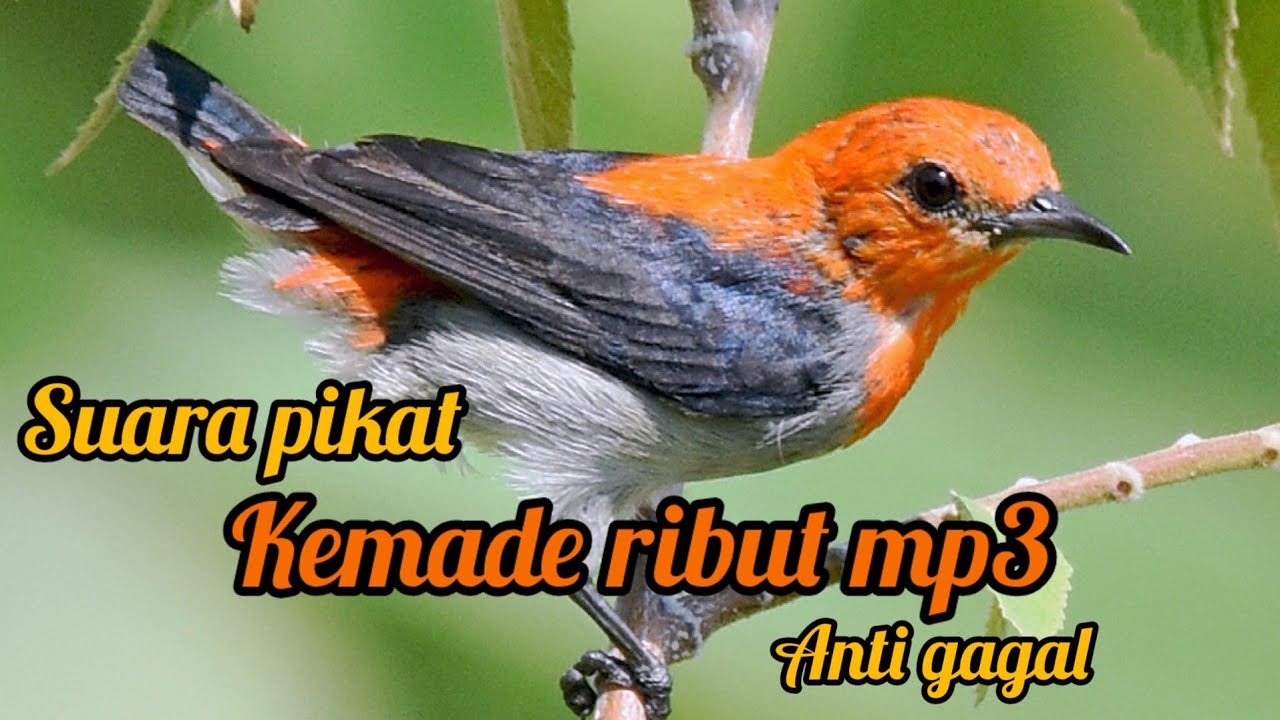 BURUNG KEMADE LIAR SUSAH TURUN||buktikan langsung pada kumpul