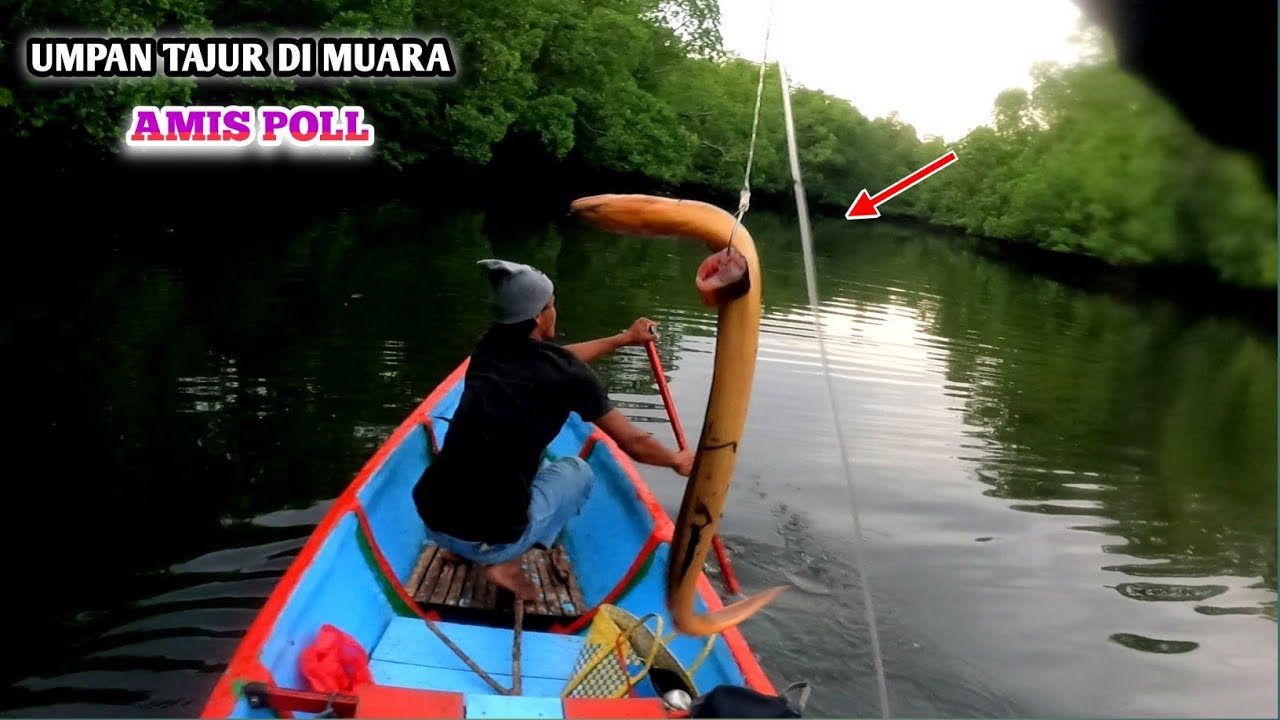 Sedikit Sadis ‼️Tajur di muara Dapat Ikan Besar&sup2; menggunakan Umpan ini