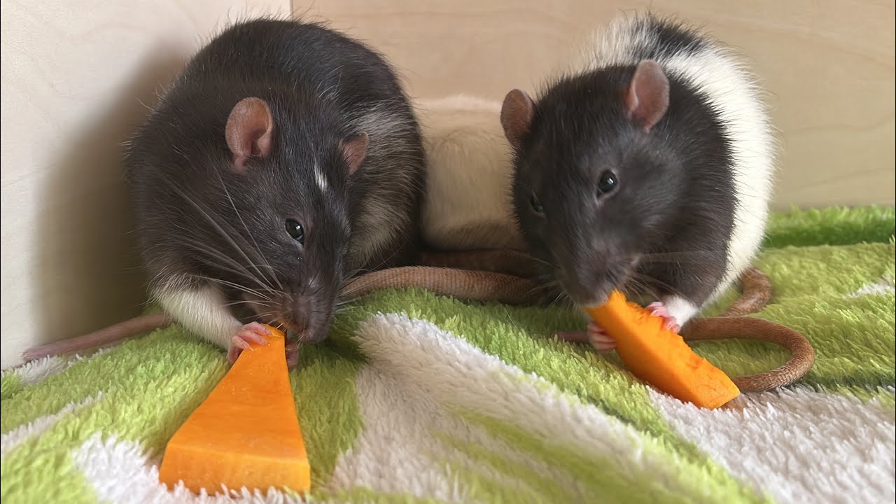 Крысяки пупсяки едят тыкву. #крысы #rats 