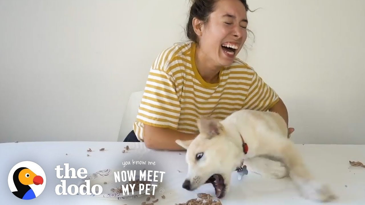 How To Be a Crazy Dog Mom With Kristen McAtee | The Dodo You Know Me Now Meet My Pet