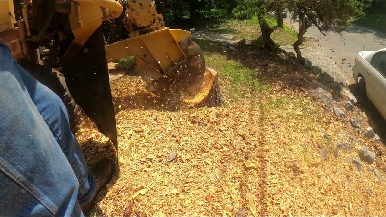 Stump removal of a Pine stump in Huntsville
