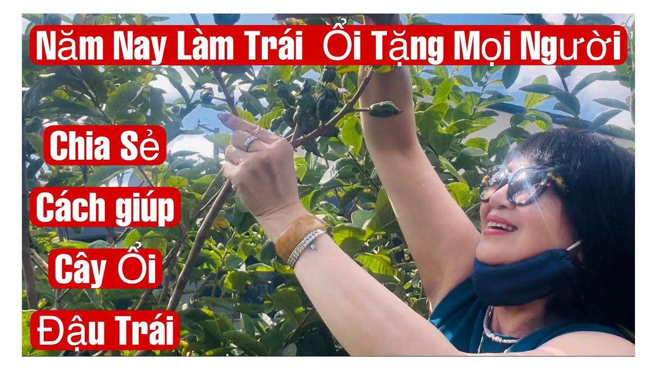 Chị Mỹ Chia Sẻ Cách Giúp Cây Ổi Đậu Trái, Làm Trái Ổi Ngon Để Tặng Fan || MÂY XANH || Video 291