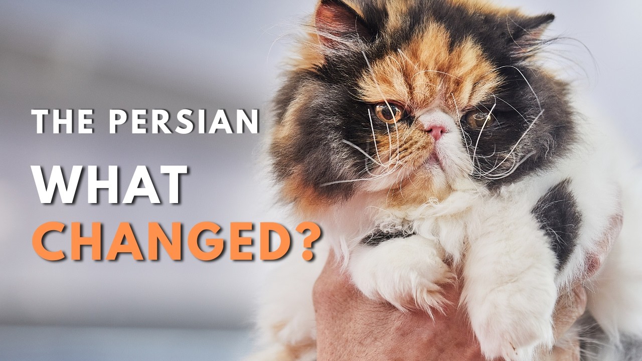 Persian Cat Origins: The Story Behind the Flat Face