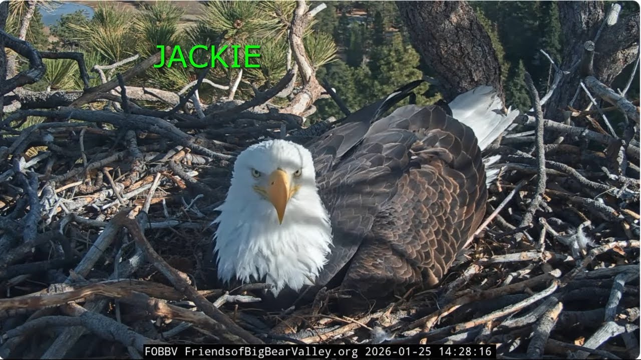 Jackie and Shadow, mating, delayed incubation, trusting the eagles 25.01.2026 @FOBBVCAM