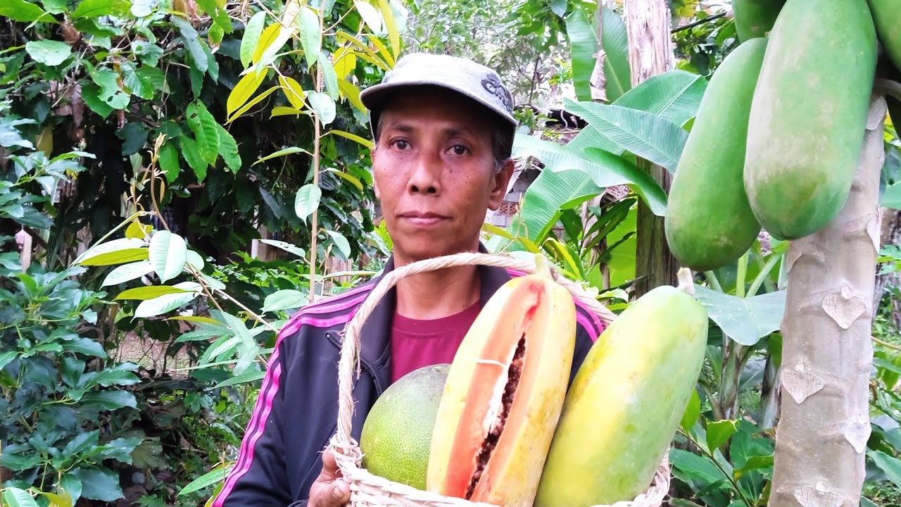 PETIK BUAH PEPAYA CALIFORNIA DAN JERUK KAYA MANFAAT