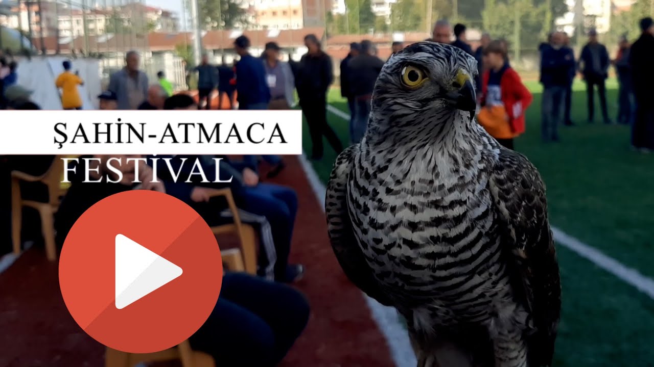 ŞAHİN, ATMACA GÜZELLİK BECERİ VE DOĞAYA SALIM FESTİVALİ