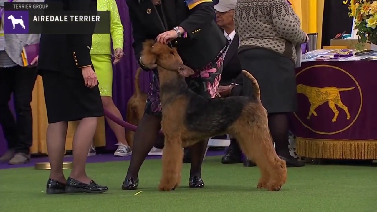 Airedale Terriers | Breed Judging 2020