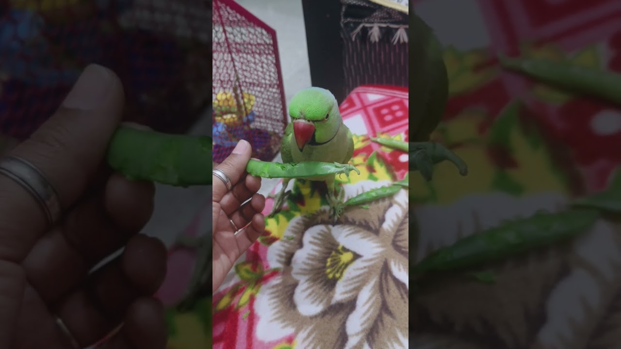 Mitthu ko matar bohot pasand hai #parrot  #nonstoptalkingparrot  #youtubeshorts  #shortsfeed 