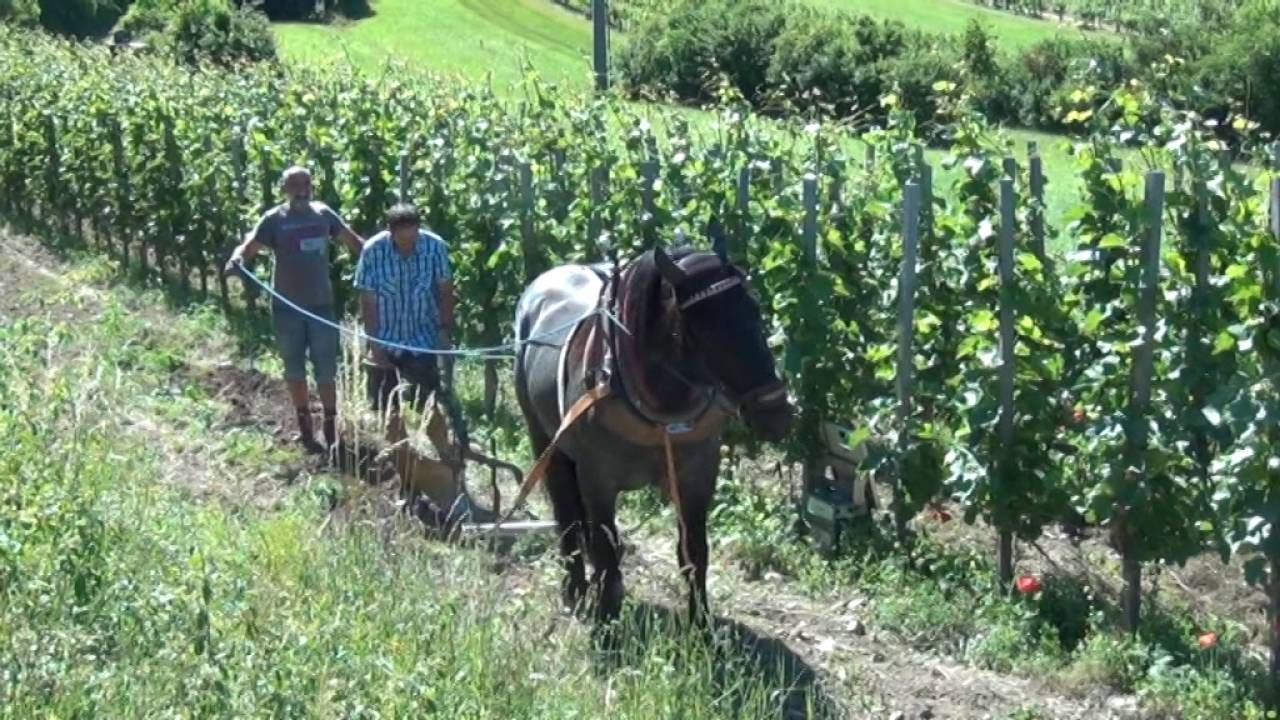Pferdekraft im Weinbau   Biowinzer Johannes Friedberger