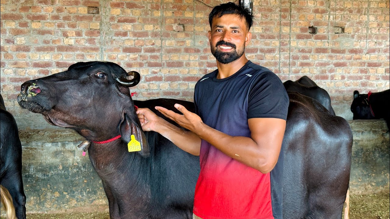 Waqar bhinder NEELI Ravi buffalo 🐃 for sale