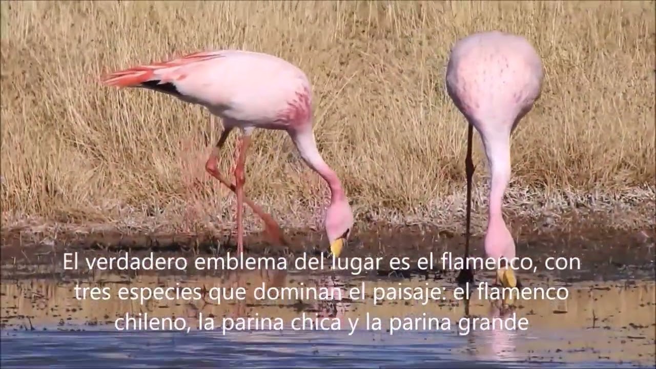 Observación de aves ¿Qué Ocurre en POZUELOS en Septiembre? | Un Viaje a la Biodiversidad Extrema.
