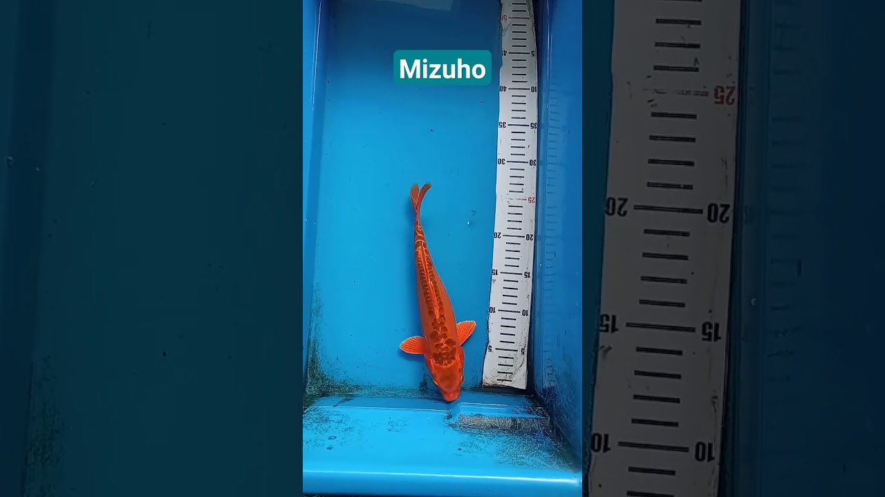 Mengenal Jenis Koi: Mizuho #ikankoi #koi #koiblitar #koifish #koicantik #koiimport #ikan #shorts