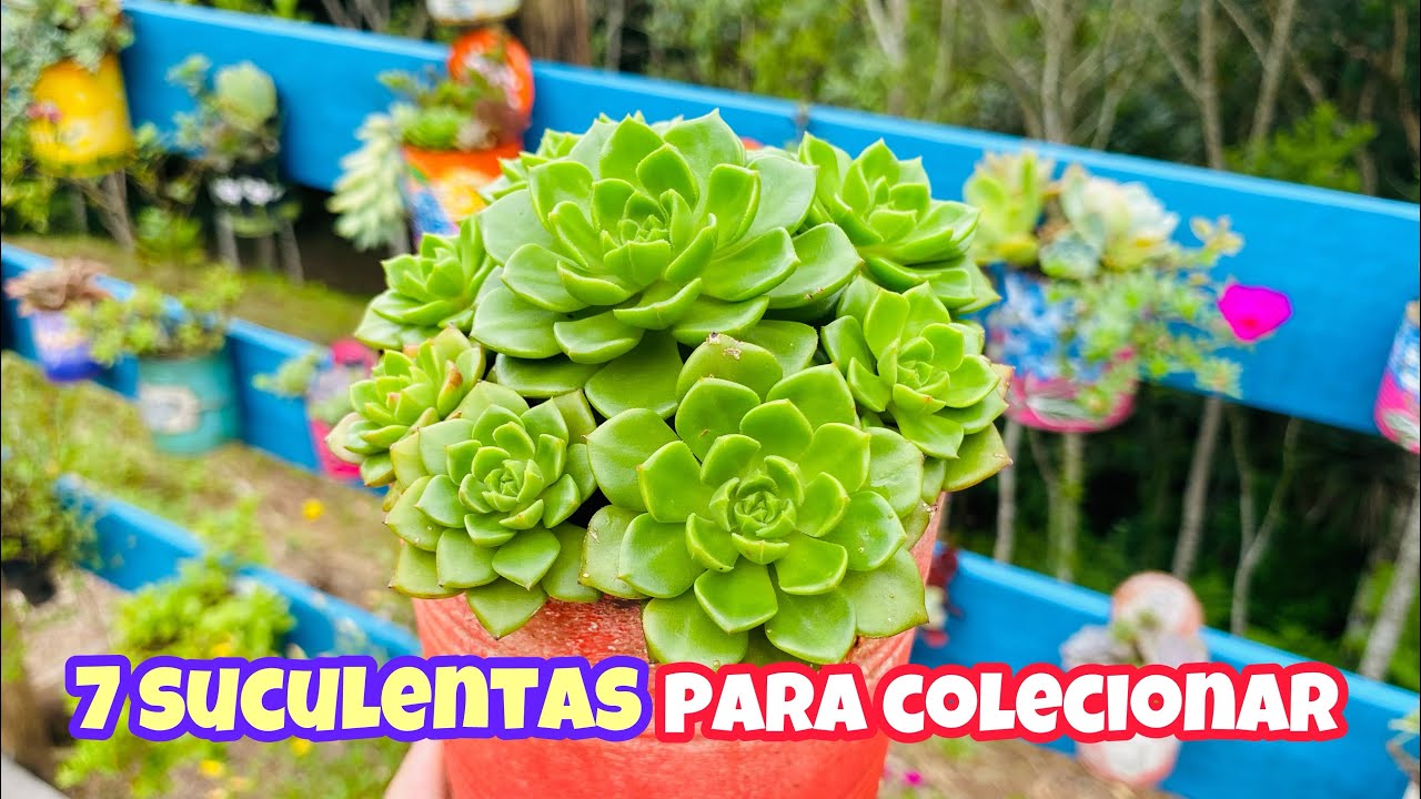 7 SUCULENTAS PRA VOCÊ  COLECIONAR #suculentas #suculentasespaña