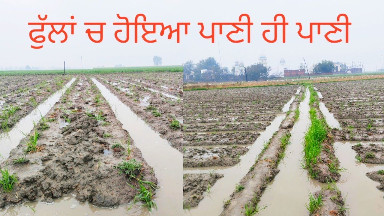 ਮੀਂਹ ਨੇ ਕਰਤਾ ਫੁੱਲਾ ਚਾ ਪਾਣੀ ਹੀ ਪਾਣੀ,#Rangi Farm