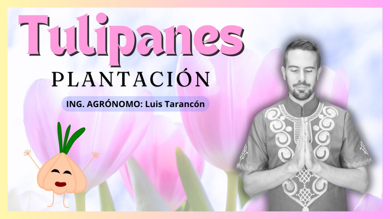 PLANTACIÓN DE TULIPANES EN MACETA | Canal Suculento©