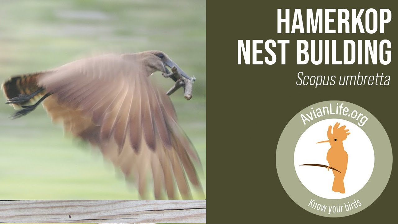 Hamerkop Nest Building - Scopus umbretta