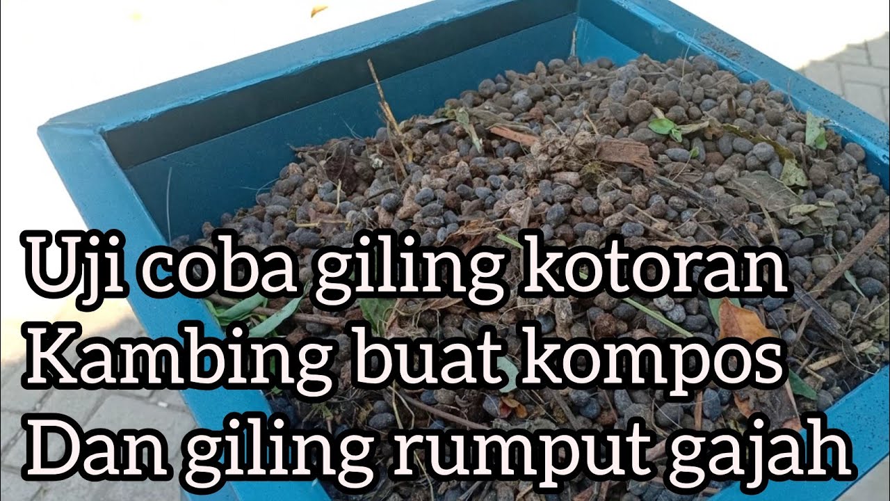 Uji coba kotoran kambing dan rumput gajah
