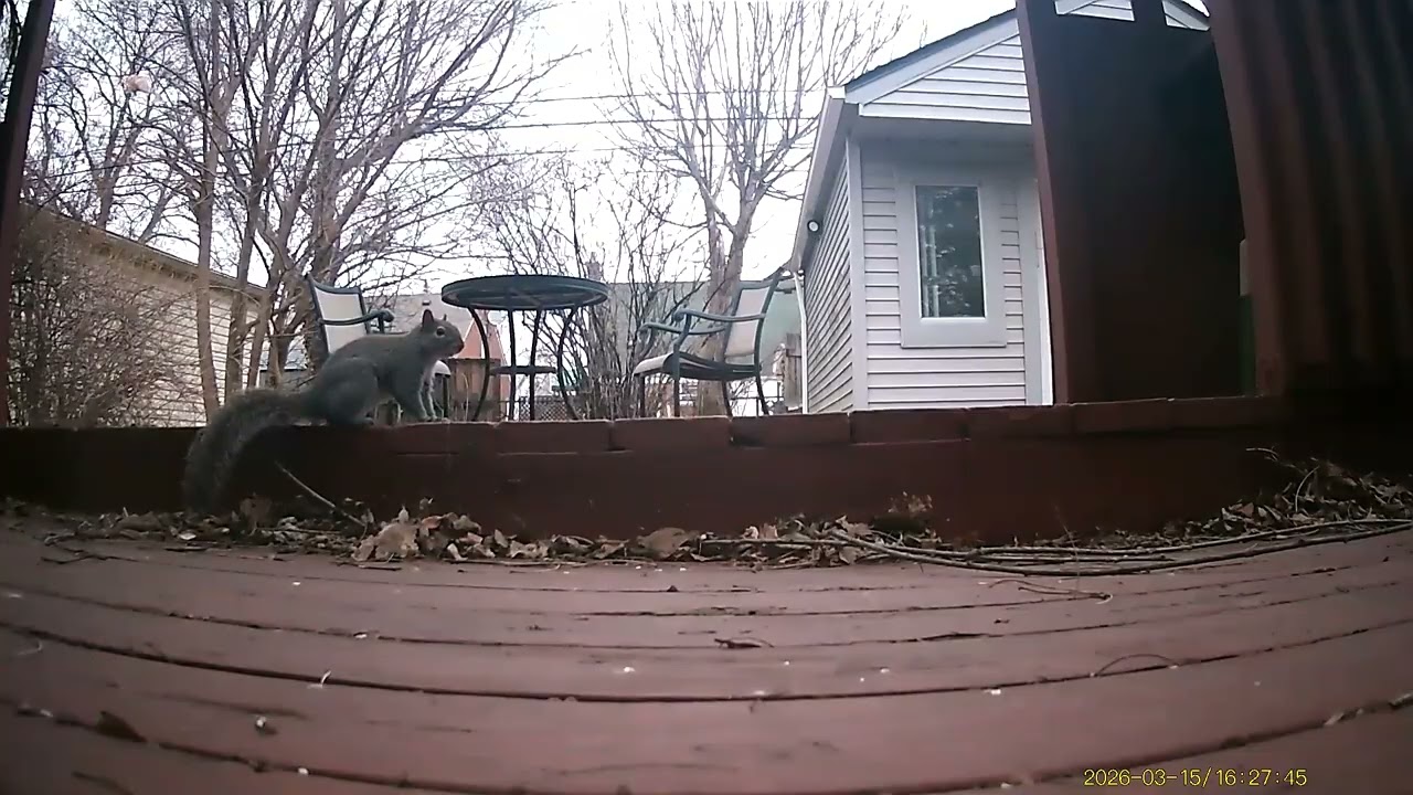 Wildlife Filmed By Haza PR800 Wild Camera, Levagood Area, Dearborn, MI, March 13 To 19, 2026