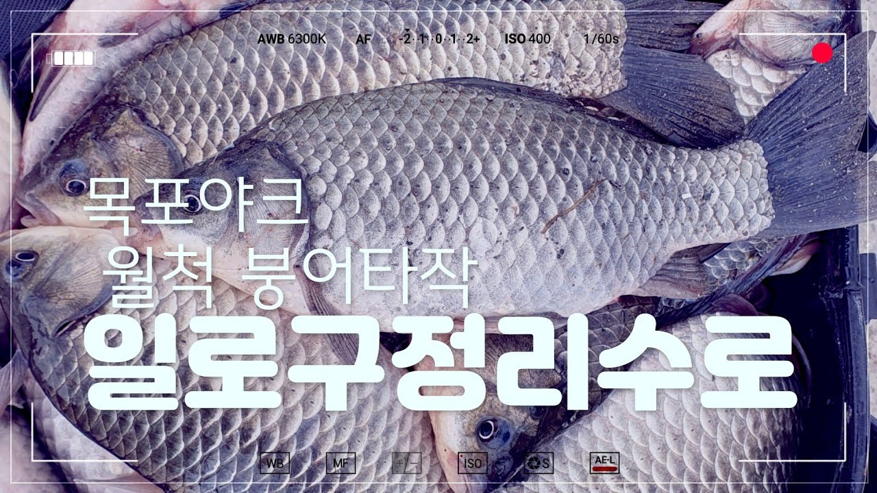 일로 구정리수로  월척붕어 타작(목포야크)