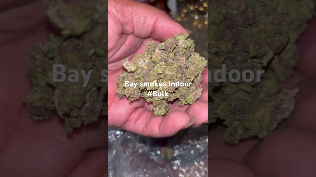 @baysmokes @baysmokeshorts bay smokes indoor THCA review coming soon #bulk #thca #hemp #Gas