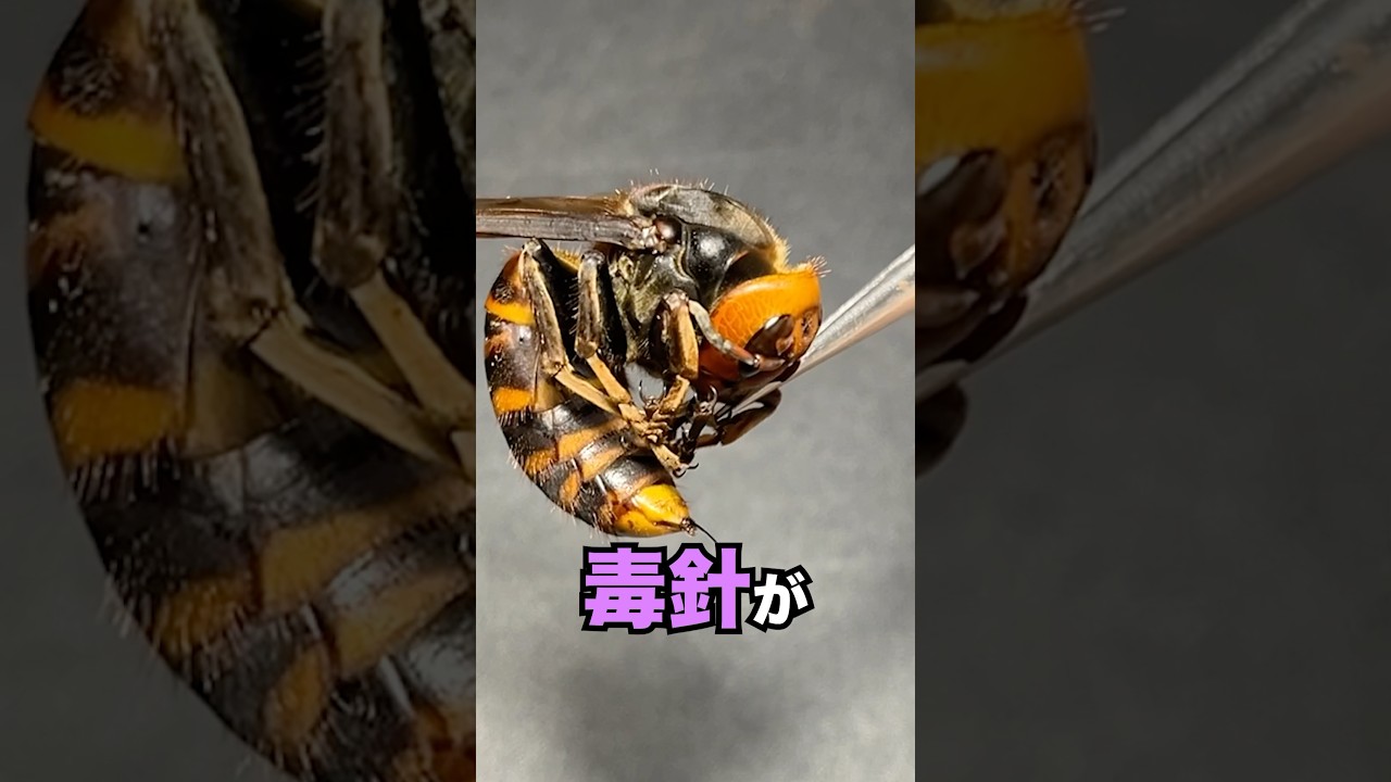 スズメバチに熱湯をかけて針を刺す