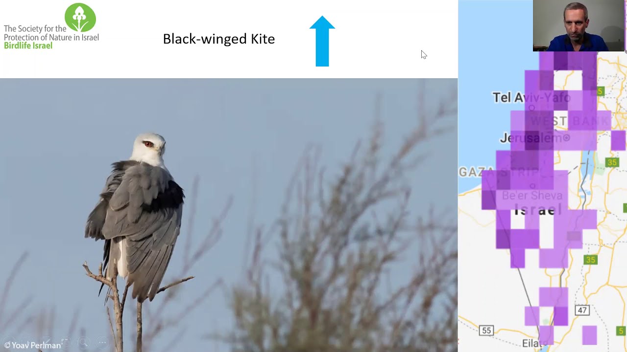 The Changing Avifauna of Israel by Yoav Perlman