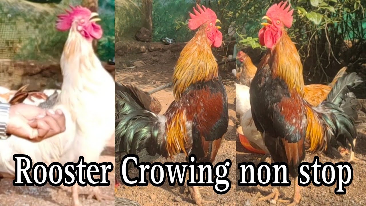 murge ki awaaz | Rooster Crowing | Rooster sound #murga