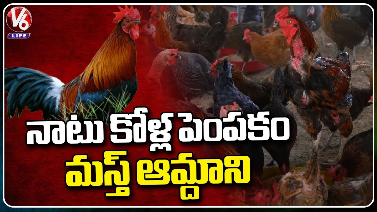 Country Chicken Farming Management And Profits | Mulkalapalli  | Yadadri Bhuvanagiri | V6 Life