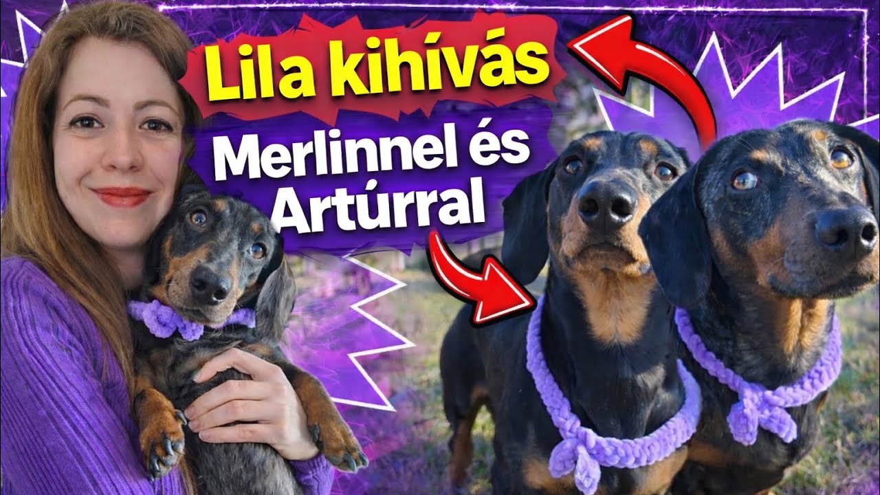 LILA kihívás Merlinnel és Artúrral 💜💜🐶 #merlinesarturkalandjai 