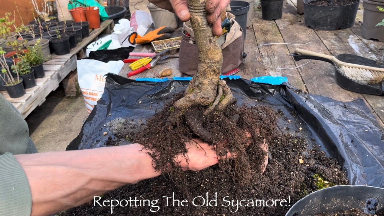 Sycamore Bonsai Rethink And Repot, History & Future Plans!