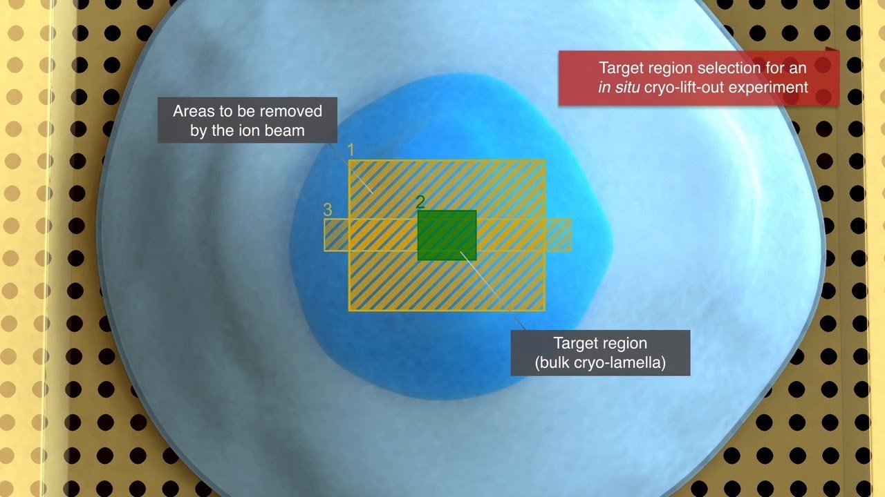 Preparation of cells for cryo-electron tomography