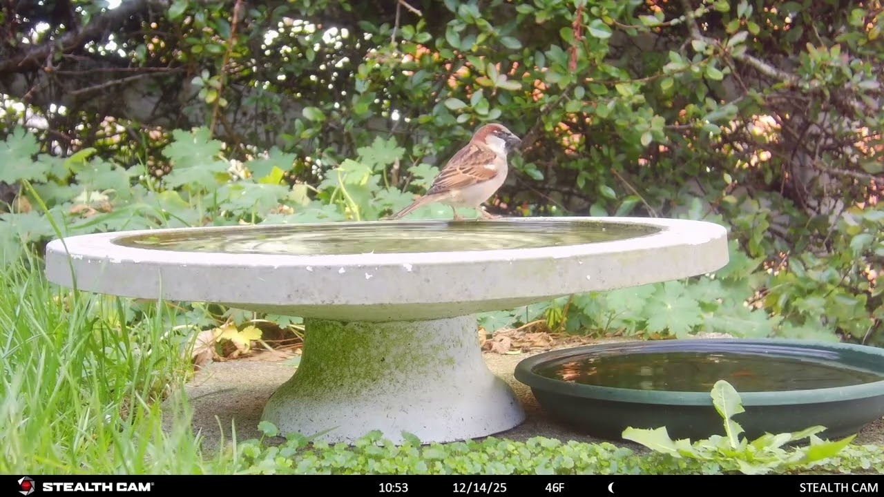 My Garden Wildlife December 2025