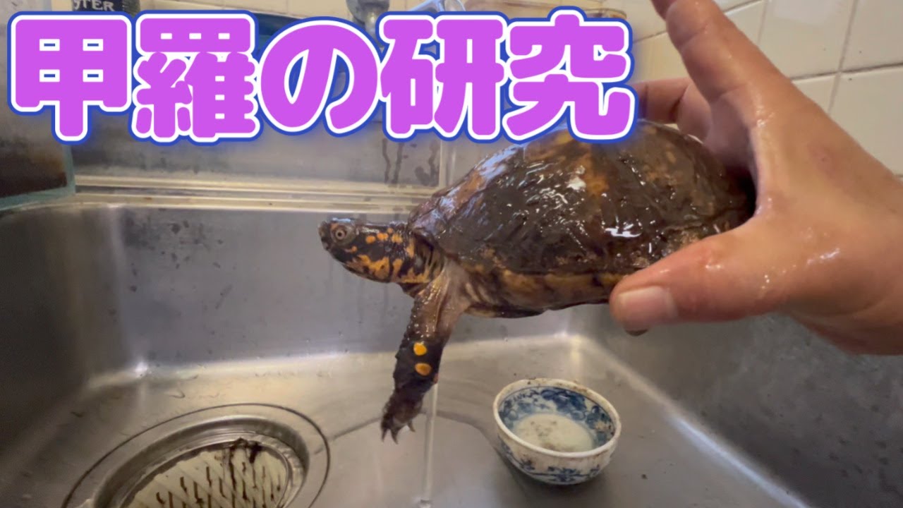 ハコガメの甲羅について【学術的研究】