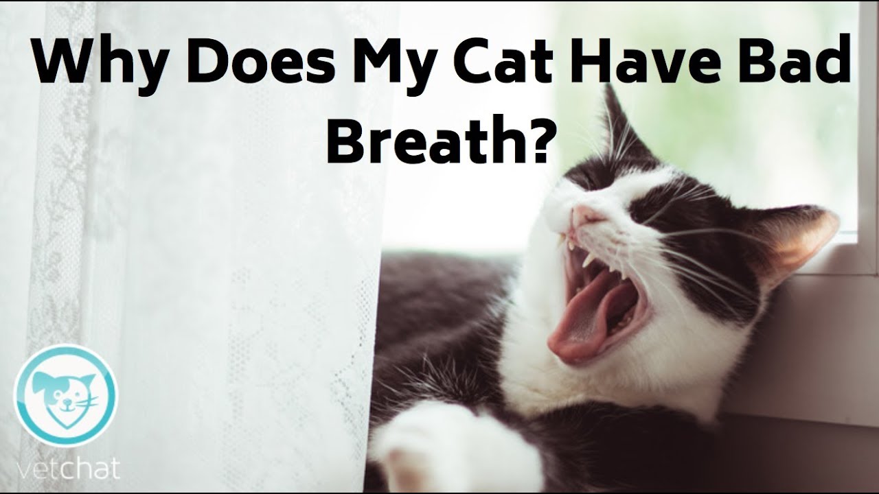Why Does My Cat Have Bad Breath?