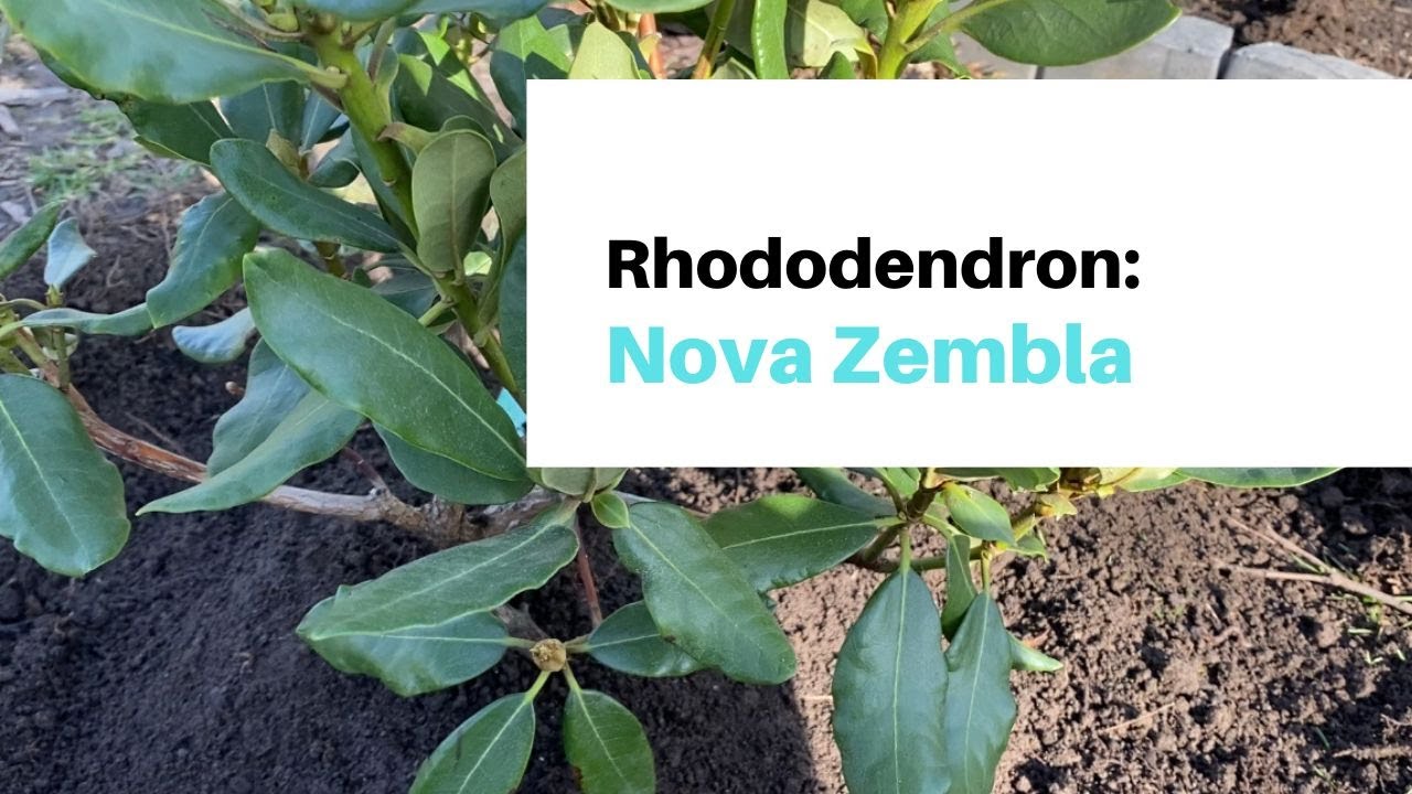 Nova Zembla Rhododendron