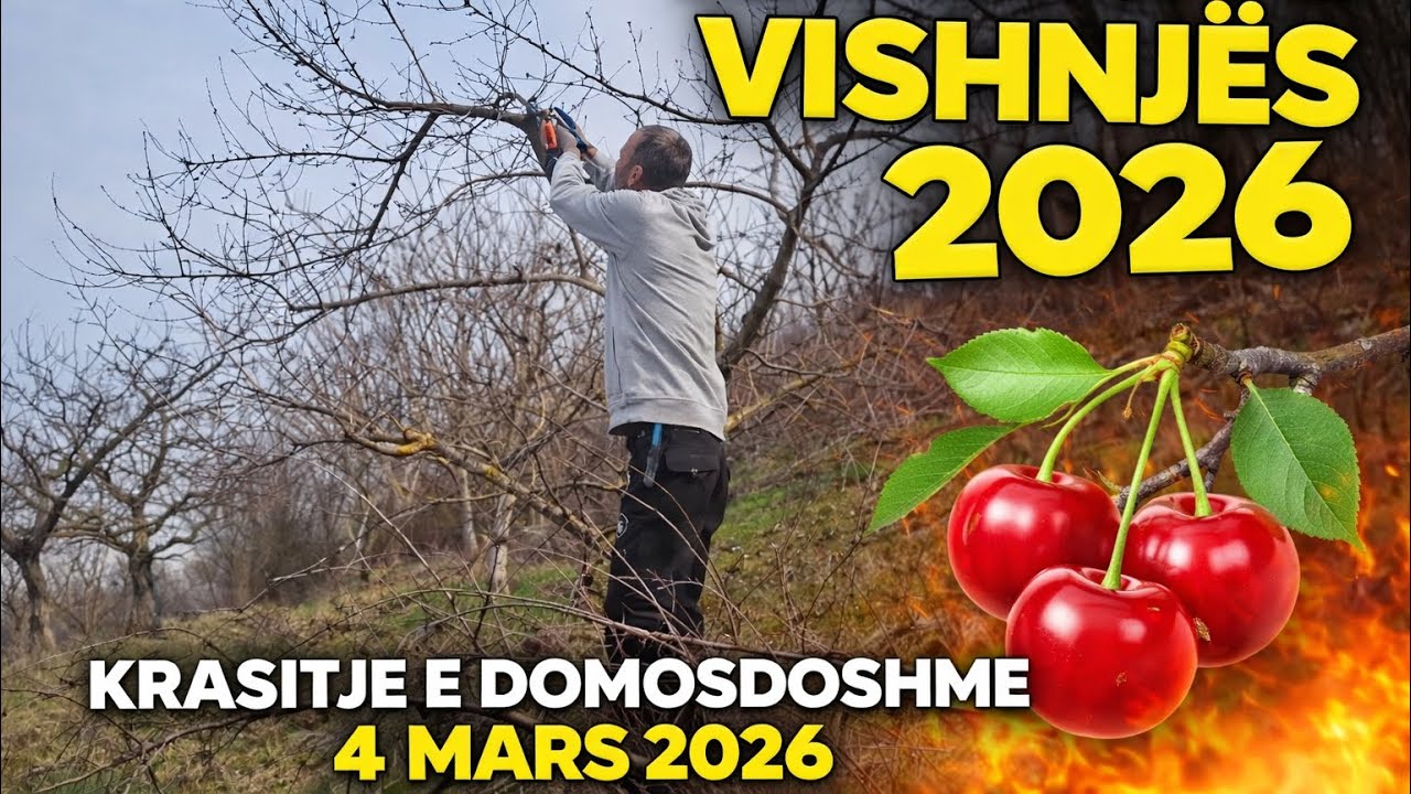 Krasitja e Pemes qershi (Vishnje) 2026