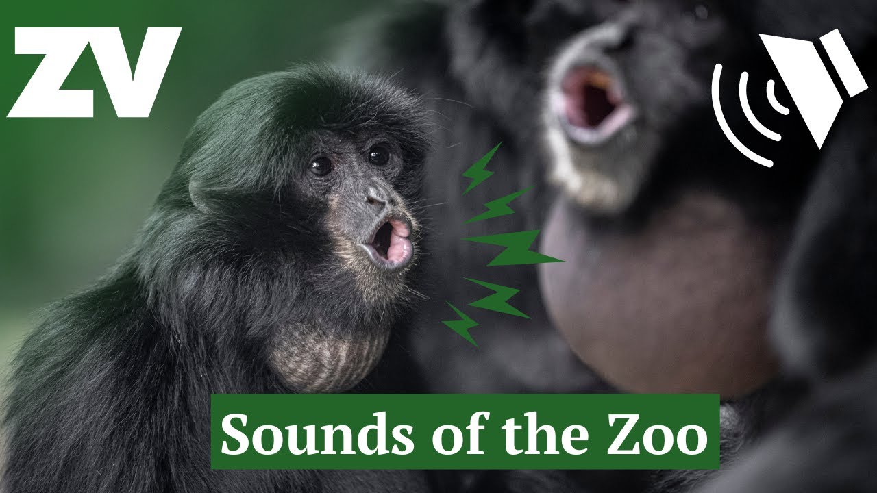 The Sounds of Zoos Victoria | Animal Ambience ASMR