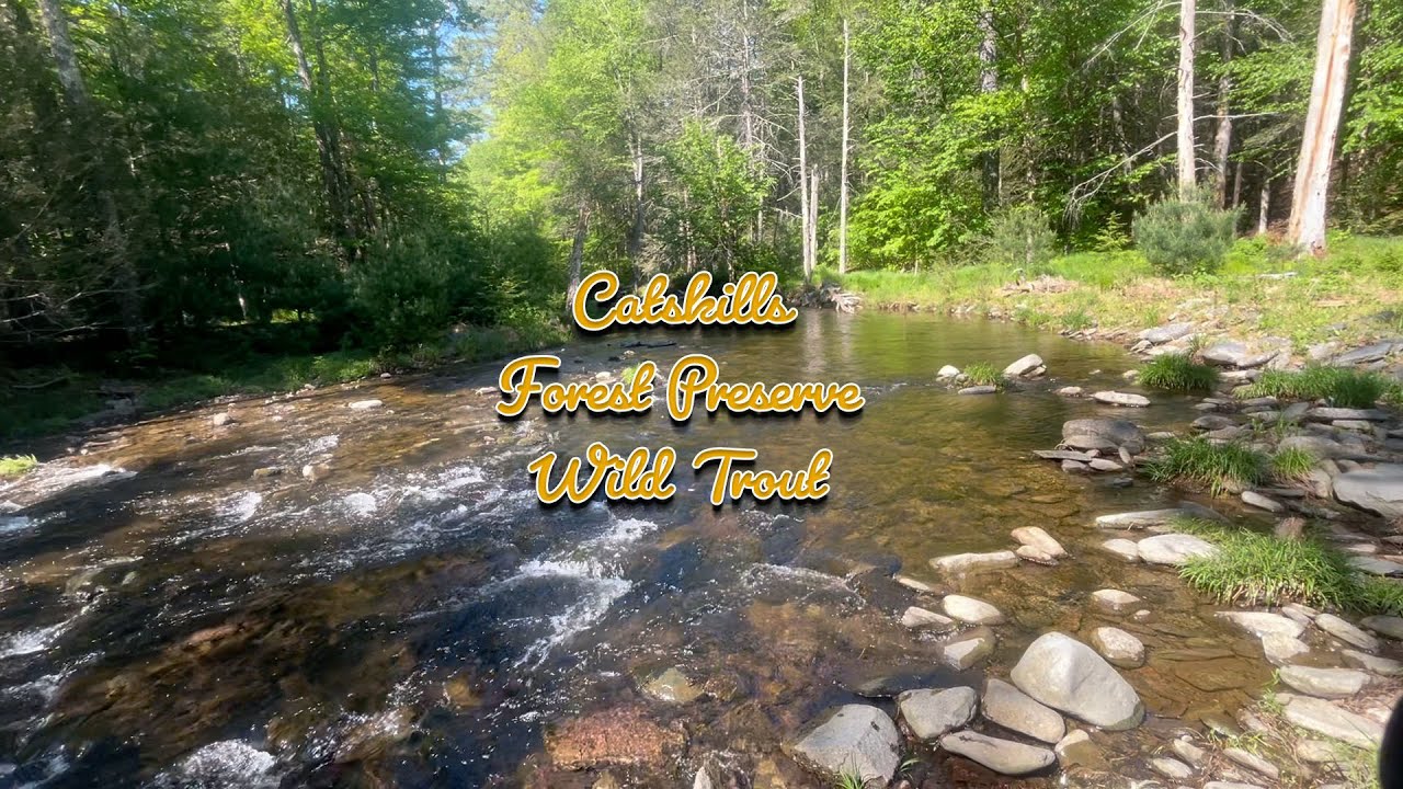 Catskills Forest Preserve Wild Trout