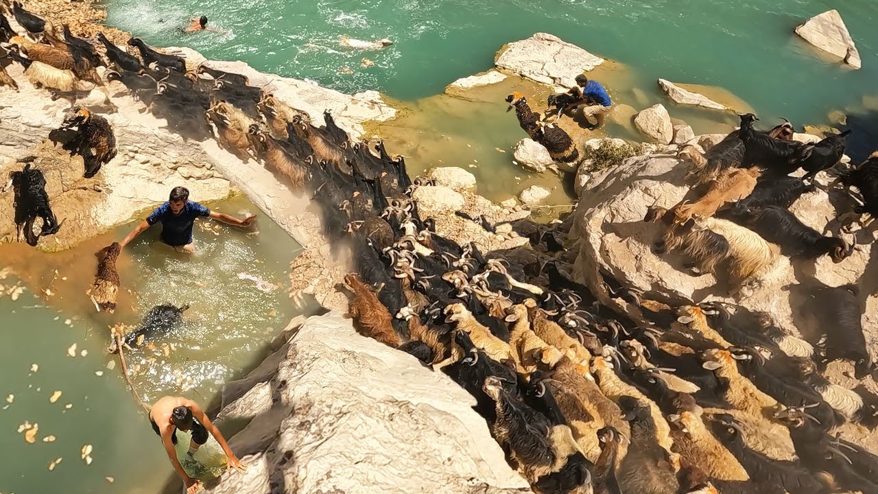 Migration of nomads by dangerous crossing of the raging river