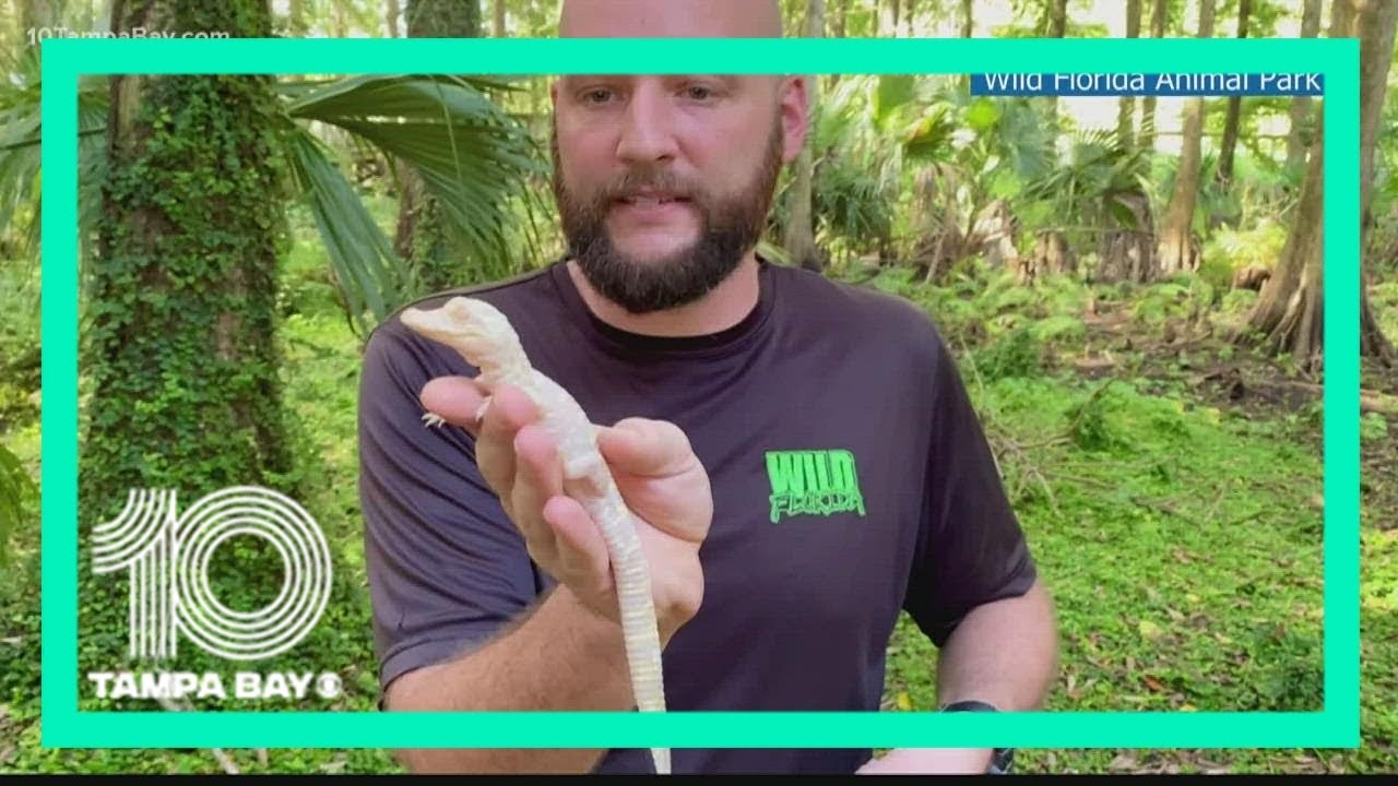 2 rare albino alligators born at central Florida safari park