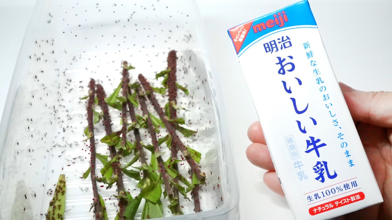 寄生虫の巣に「おいしい牛乳」をぶっかけると…
