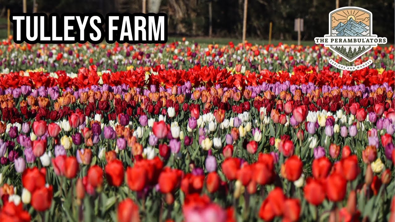 500,000 Tulips In England! - Tulleys Tulip Fest