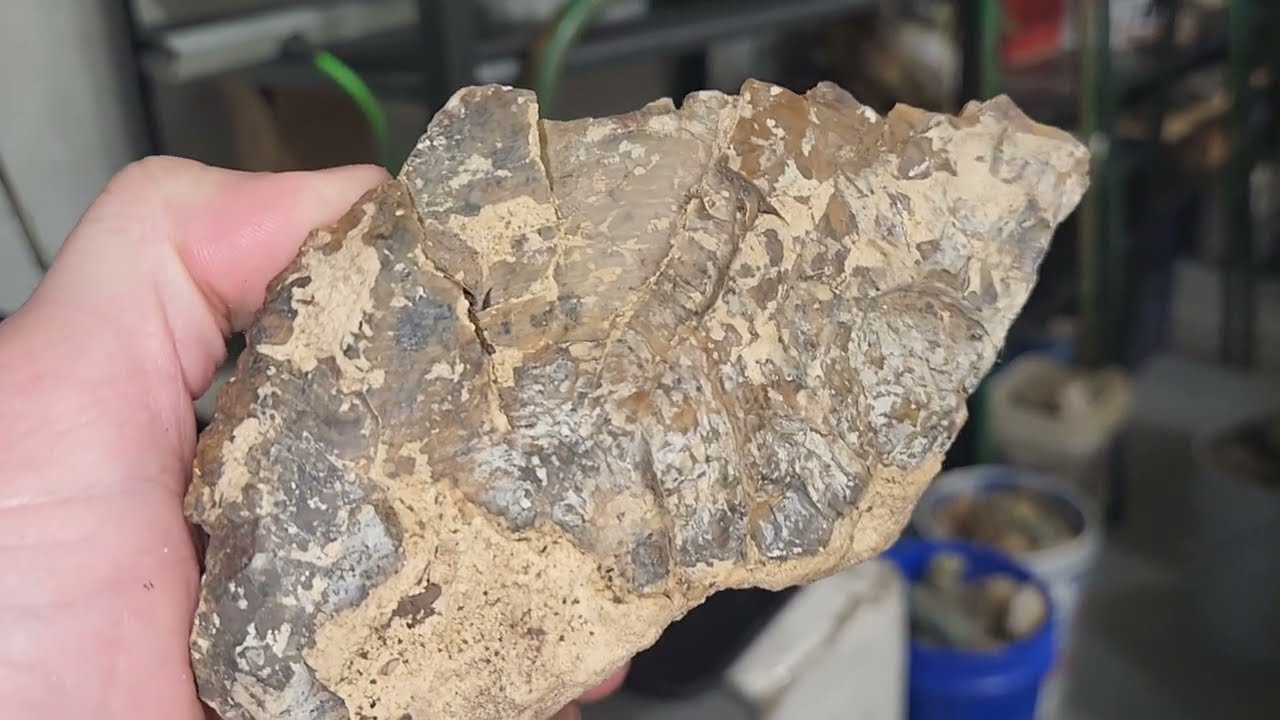 Cutting Some Petrified Wood - What Will it Reveal? - Cutting Rocks