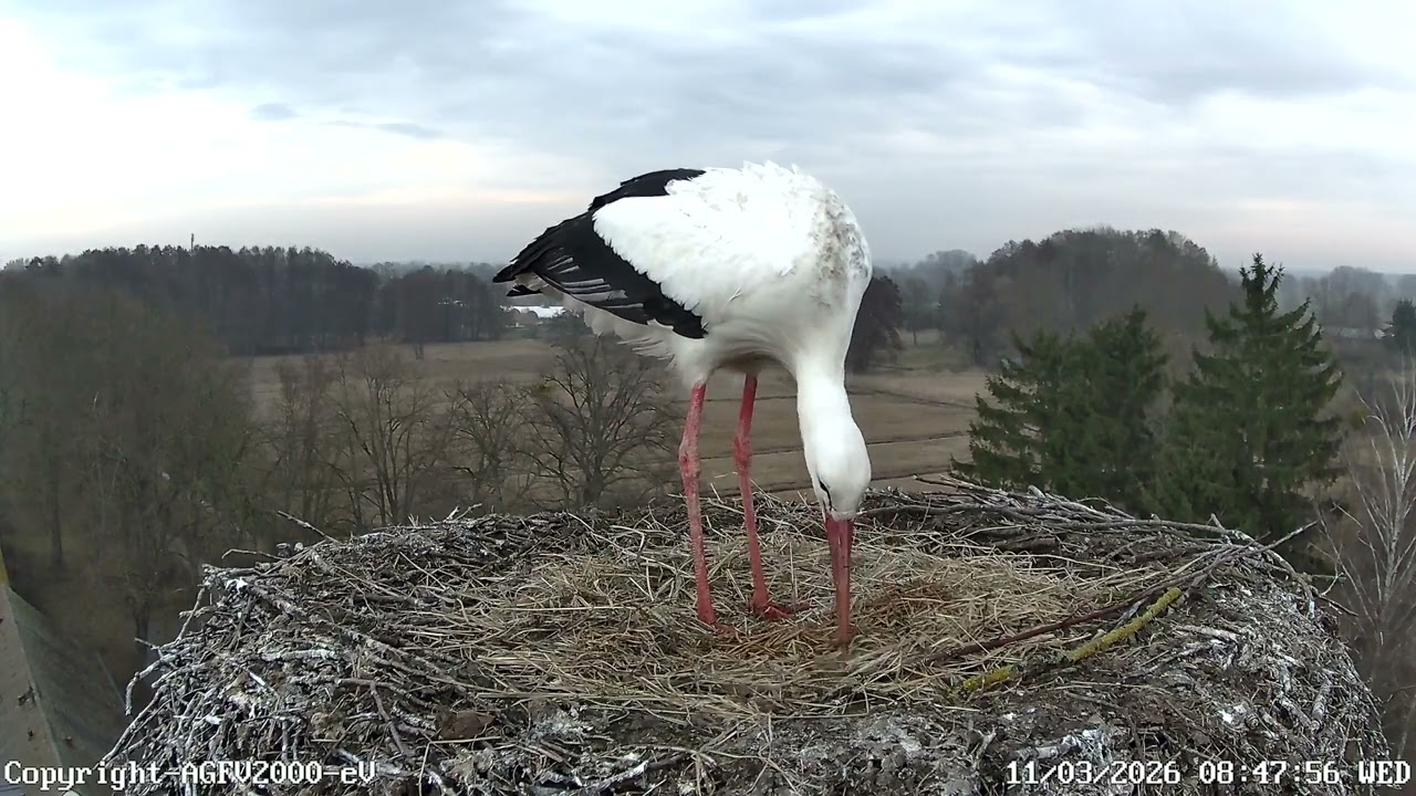 Storchennest Altlandsberg 11.03.2026 (Storchenkamera)