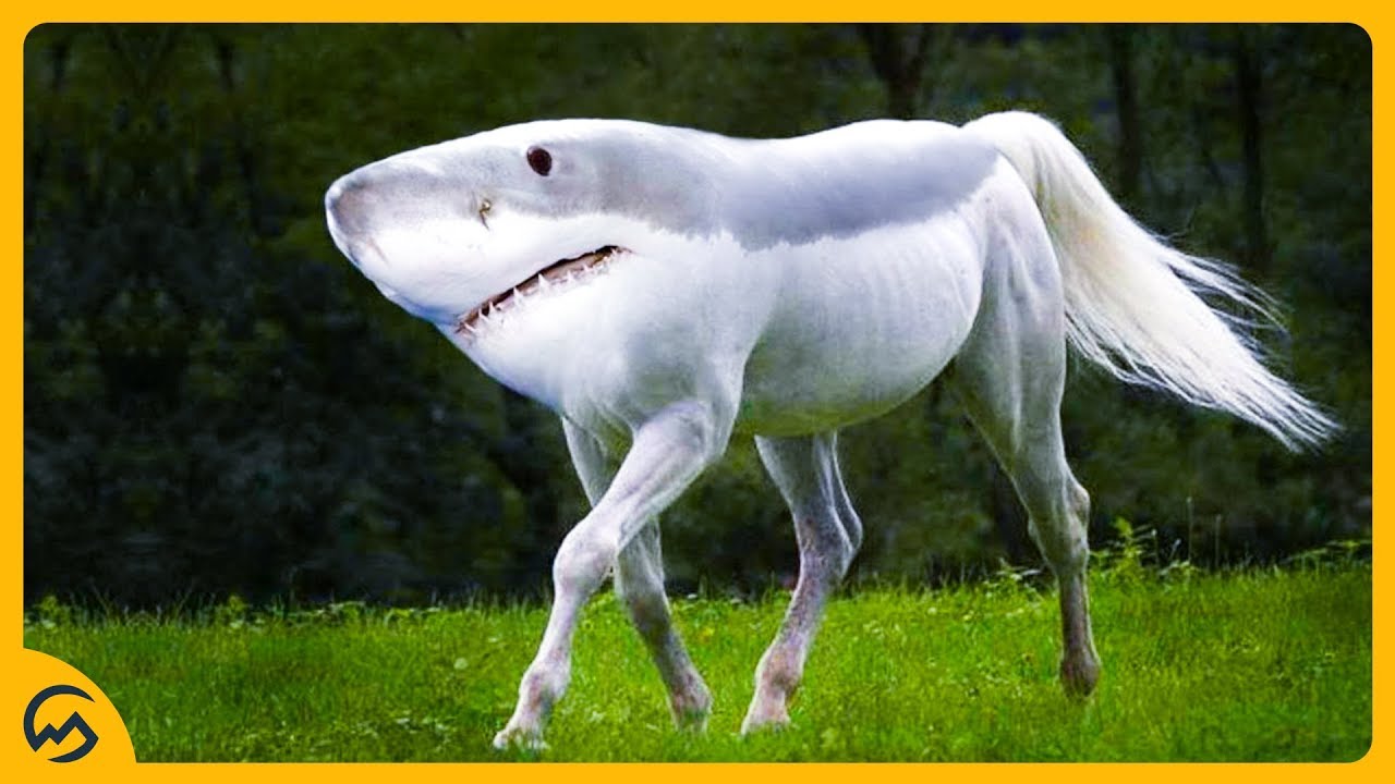 TOP 10 RAARSTE DIEREN! 🐕🦈