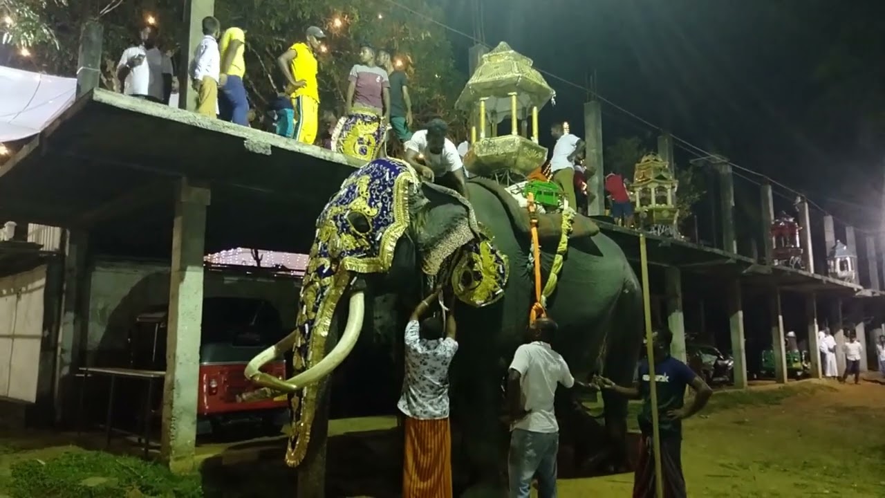 Annual Hanwella Embulgama Rajamaha Viharaya Perahera Elephant