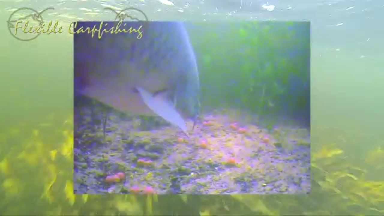 Hooking carp on the Snowgirl drill underwater en above full hd